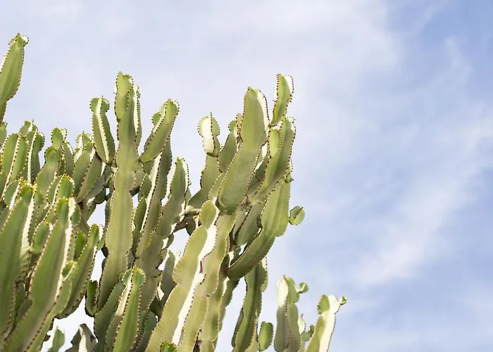 米科诺斯达米安诺斯酒店 酒店 3*